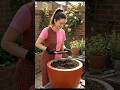 DIY Cement Planter Using Cloth & Bucket 🌿 | Easy Backyard Garden Decor Idea