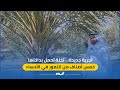 تجربة جديدة نخلة تحمل بداخلها خمس أصناف من التمور في الأحساء 