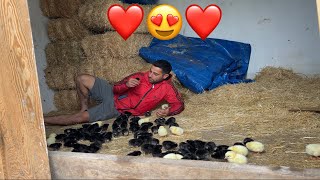 I BROUGHT 122 CHICKS TO THE FARM