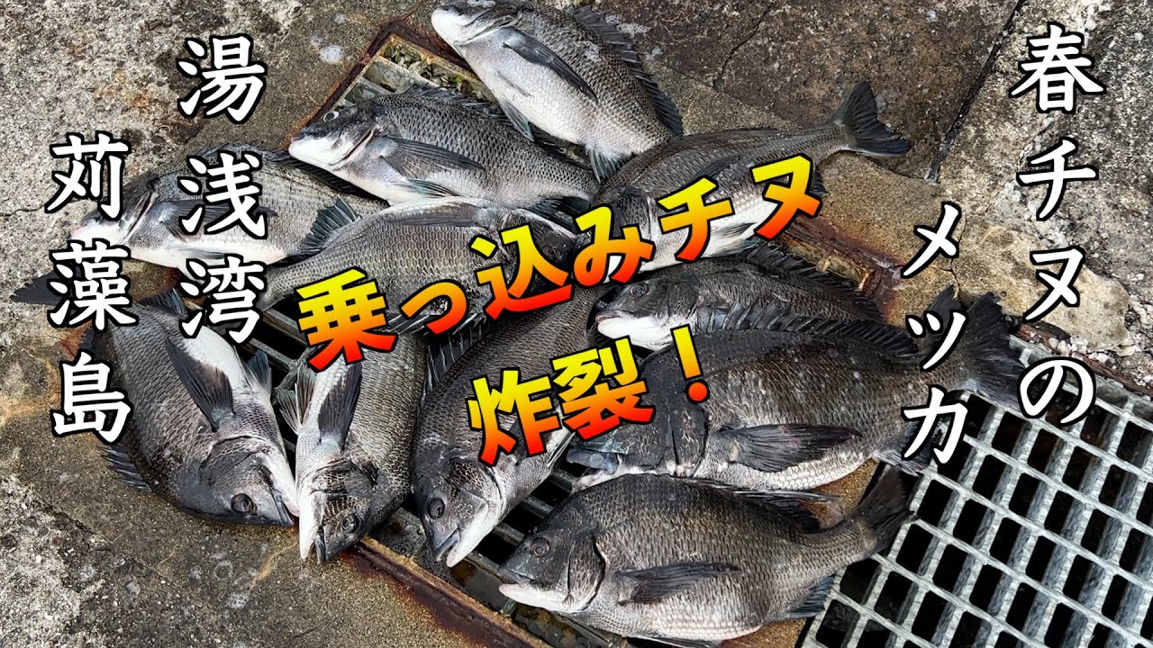 【チヌ釣りファン待望】春だ！ノッコミだ！チヌ釣りだ！！