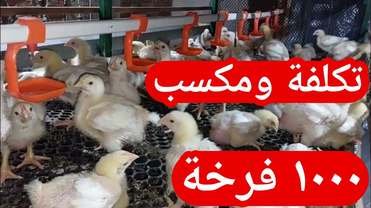 دراسة جدوى تربيه ١٠٠٠ فرخة بيضة #تربية الدواجن .ارباح عاليه بالرغم من انخفاض سعر اللحم
