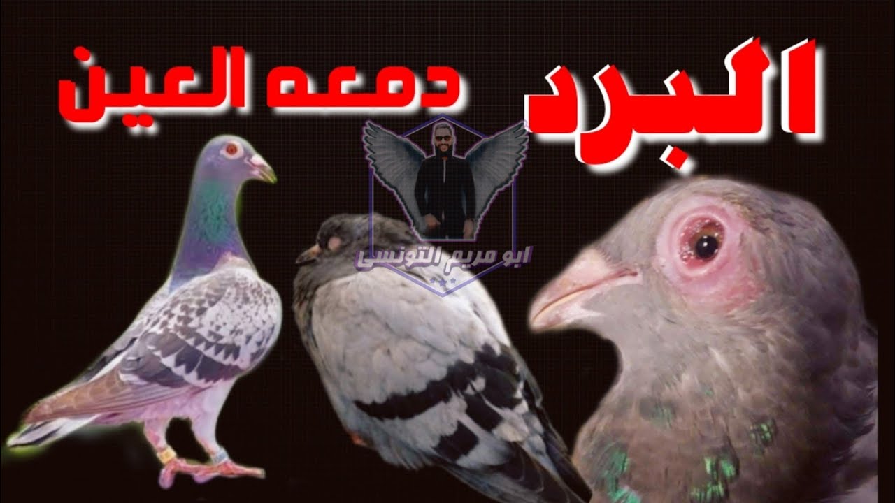 اقوي علاجات| البرد والتنفسي والنهجان ودمعه العين في الحمام