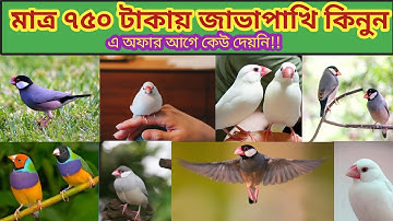 ২০২৫ সালের জাভা পাখির দাম | Java bird price in ২০২৫ | জাভা পাখি পালন পদ্ধতি ও দাম 