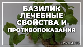 Базилик лечебные свойства и противопоказания | toNature.Info