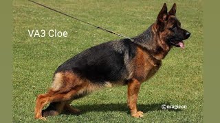 #VA3 Cloe #bszs2023 #germanshepherd #gsd #worldchampionship #worldchampion #dog #gsdpuppy #puppy