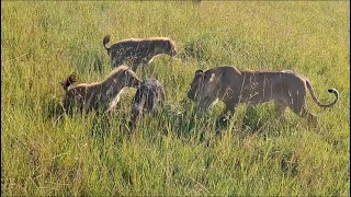 hyenas hunt a calf stealing by lioness  video 