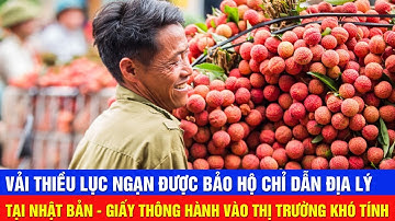 Bản Tin Nông Nghiệp: Vải Thiều Lục Ngạn Được Cấp Bằng Bảo Hộ Chỉ Dẫn Địa Lý Tại Nhật Bản