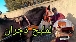سوق الثلاثاء الخميسات خيول جران رخاص اليوم. عادل دخل بوبو ديال مراكش
