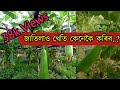     how to grow bottle gourd