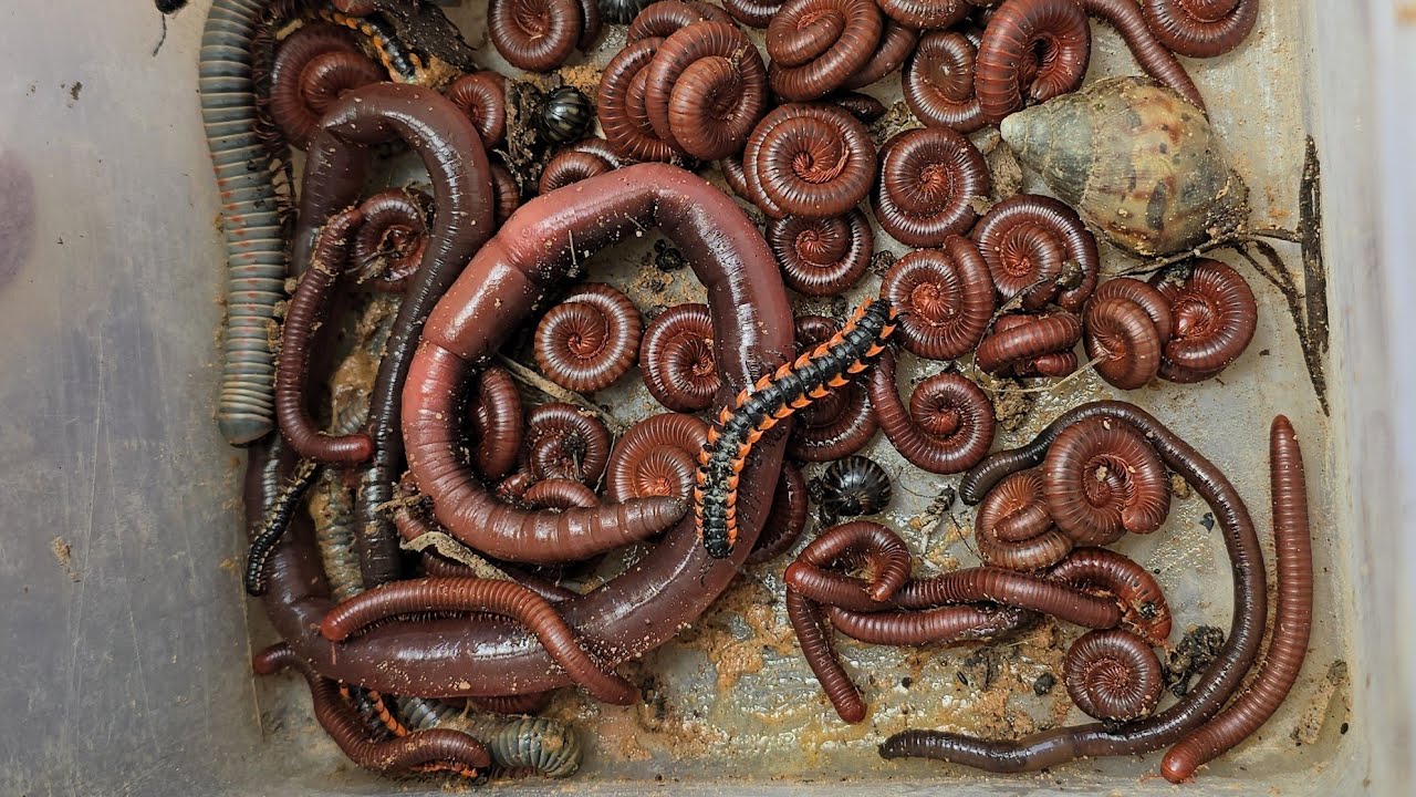 Поймайте дождевого червя и 100 красных многоножек, а также других земляных насекомых.