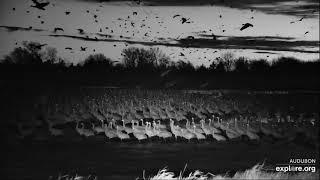 Sandhill Cranes at Audubon's Rowe Sanctuary's Crane Camera - explore.org