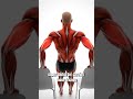 3 Killer Home Exercises to Build Your Upper Body Fast (Cinematic 3D Muscle Activation Guide)