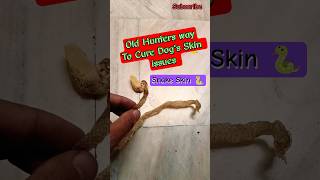 Old🐍Hunters Way to Cure Dog's Skin issues #snakeskin #traditionalmedicine #oldways #oldhunters #dogs