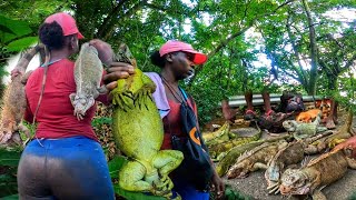 HUNTING LIKE  YOU NEVER SEEN BEFORE #caribbean #iguana