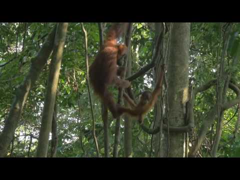 Video: Orango di Sumatra: descrizione e foto