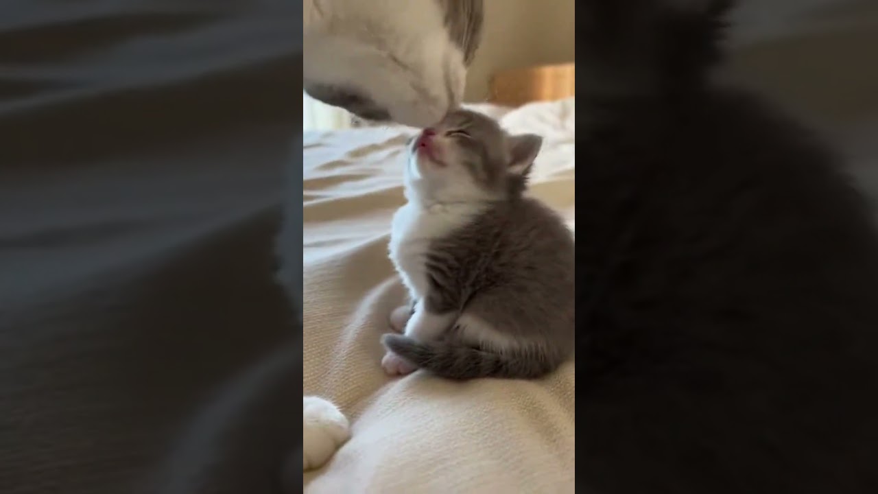 Heartmelting Mother Cat Grooming Kitten🥰