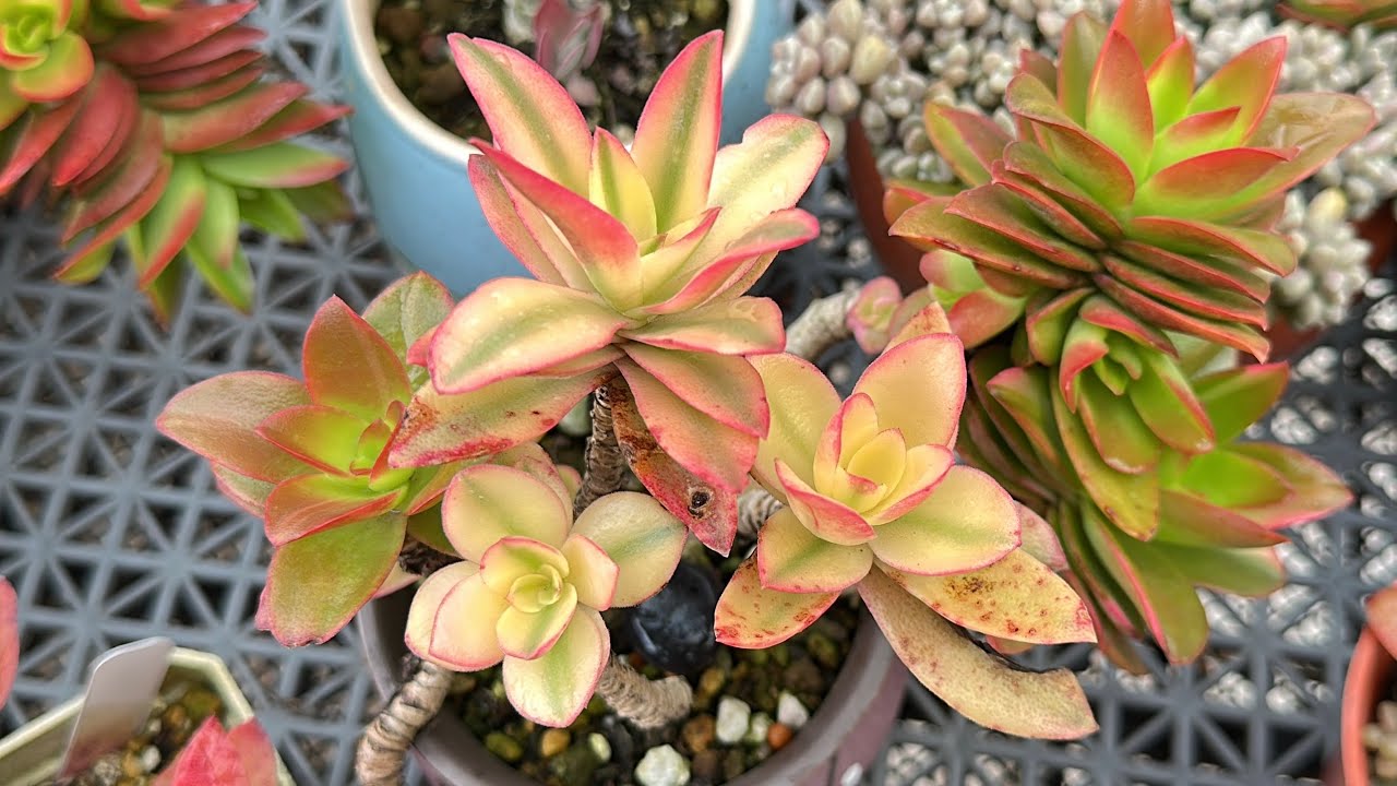 2026/2/28☁️16-21《頂樓多肉日常紀錄、通風、上色與群生變化》 #succulent  #구름이네다육일상  #多肉植物  #plants  #園藝