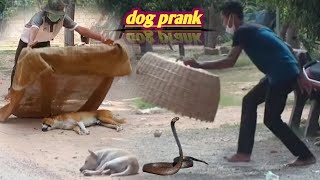basket Frank sleeping dog 😂 | funny dog video 😆 | how to prank video 😲 |...