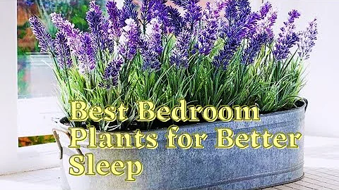 10 Best Bedroom Plants for Better Sleep