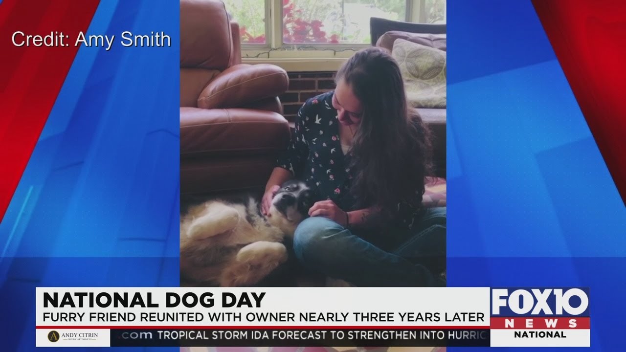Dog reunited with owner after being lost for three years - YouTube