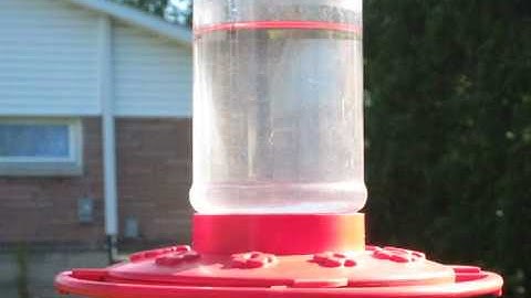 Hummingbird Time-lapse