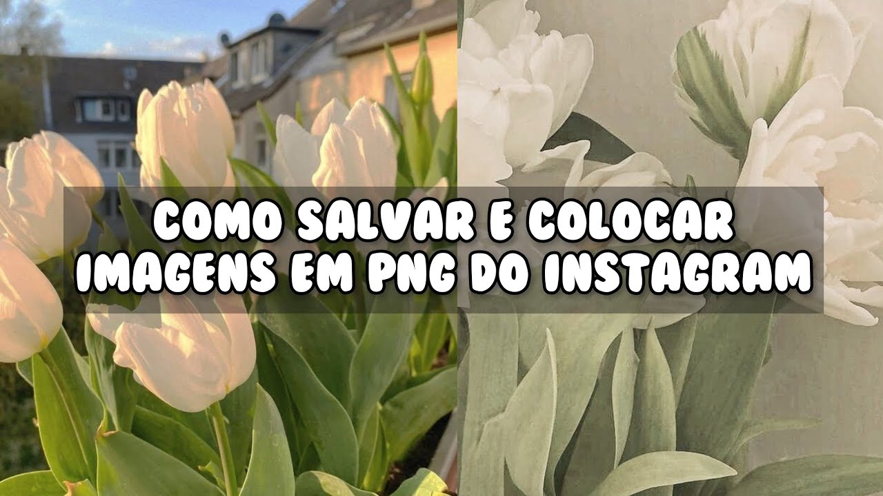 Como Salvar Vídeos Do Instagram Em Android Em Poucos Toques