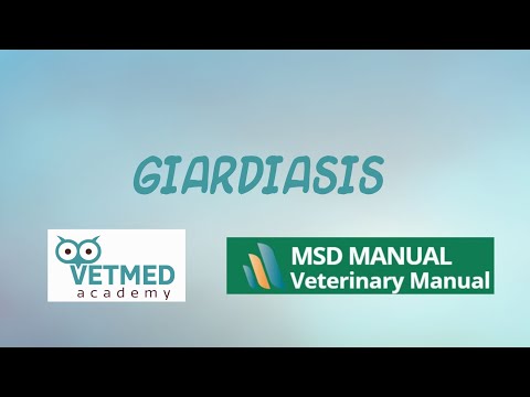 Video: Giardia Pada Orang Dewasa - Rawatan Giardiasis Dengan Ubat-ubatan Rakyat