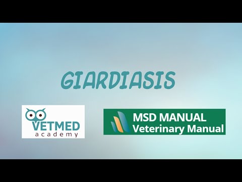 Video: Parazitska Dijareja (giardijaza) Kod Pasa - Giardia In Dogs