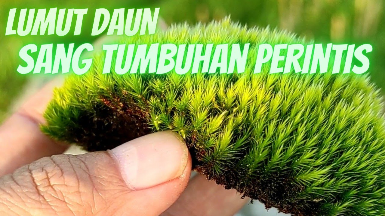 LUMUT DAUN SANG TUMBUHAN PERINTIS YouTube lumut-daun-sang-tumbuhan-perintis-youtube