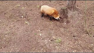 Alice the fox. The fox helps clean up the area.