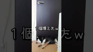 増えたドアストッパーｗ【黒柴犬ゴン太】#shorts