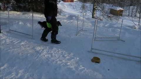 Sammy HT agility jumping grid exercise bending 4.2.2018