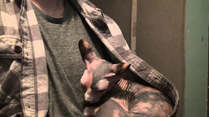 Video 11824771: sphynx