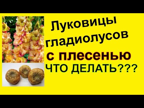 🌹Плесень на  луковицах гладиолусов ❗ Что делать?