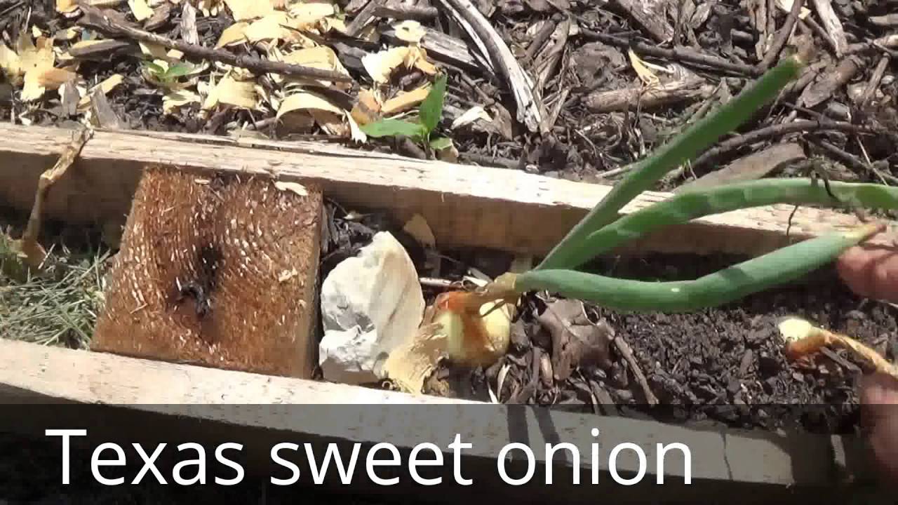 How onions grow and multiply (Multiplying onions) YouTube