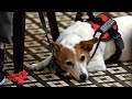 Restaurant manager asks man with service dog to leave | What Would You Do? | WWYD