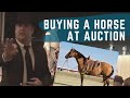 Buying a Horse at Auction