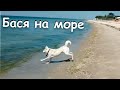 НАШ ПЁС БАСЯ ОТДЫХАЕТ НА МОРЕ!