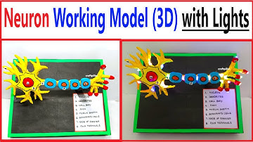 neuron working model(3d) with lights for science project exhibition - diy - biology | craftpiller