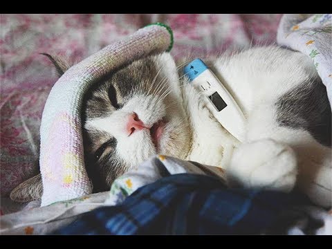 Простуда у кошек / Что делать если кошка заболела / Симптомы и лечение