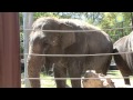 view Shanthi, the National Zoo&apos;s Musical Elephant, Plays the Harmonica! digital asset number 1