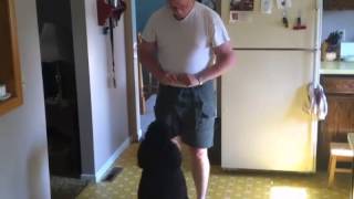 Train Your Standard Poodle to Retrieve Items by Standard Poodle Owner 1,172 views 10 years ago 37 seconds