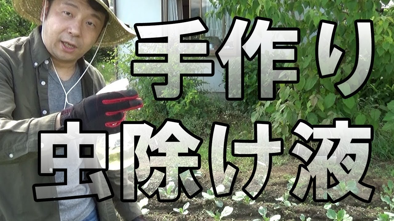 農業 手作り虫除け液で青虫を撃退してキャベツを守ってみせる Youtube