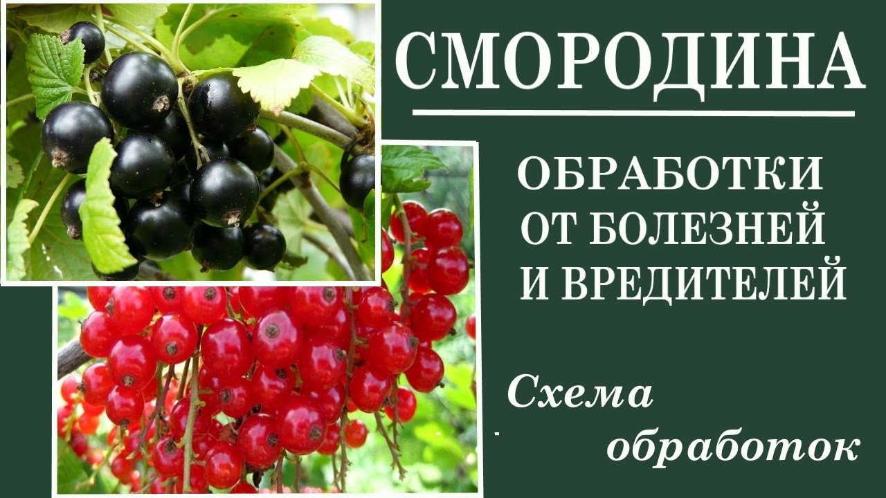 Уход за смородиной весной .Вредители смородины весной. Чем бороться.