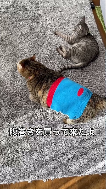 ぽちゃ猫部 猫おもしろ動画 猫のパンちゃん 猫のまめちゃん Youtube