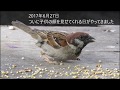 Ep6 保護したスズメの成長記録 ~子スズメを確認~