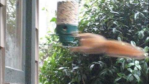 twirl a squirrel champ