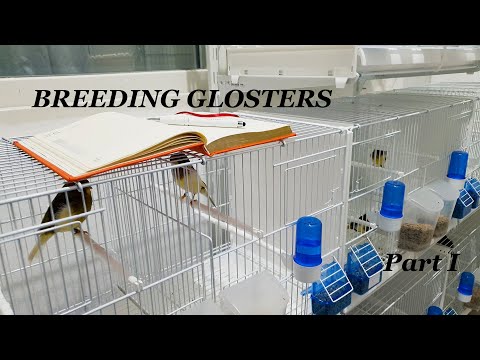 Video: Breeding And Caring For Room Violets