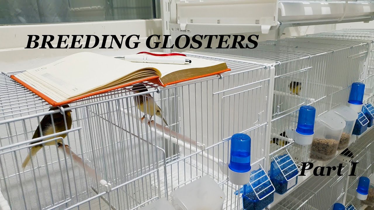 Gloster Canary Breeding Part 1 How to breed canaries YouTube