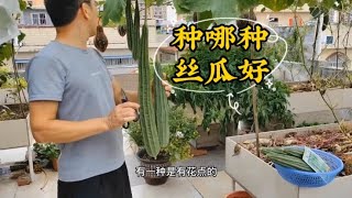 菜园种哪种丝瓜好？3种丝瓜种植方法对比，差别很大